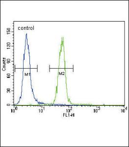 Anti-FYN Rabbit Polyclonal Antibody (PE (Phycoerythrin))