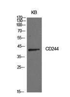 Western blot analysis of extracts from KB cells using Anti-CD244 Antibody