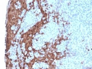 Immunohistochemical analysis of formalin-fixed, paraffin-embedded human tonsil using Anti-G-CSF Antibody [rCSF3/900]