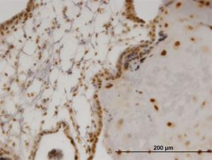 Anti-OLIG2 Mouse Monoclonal Antibody [clone: 3C9]