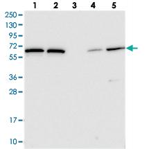 Anti-POLR3E Rabbit Polyclonal Antibody