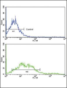 Anti-EphA2 Receptor Rabbit Polyclonal Antibody (PE (Phycoerythrin))