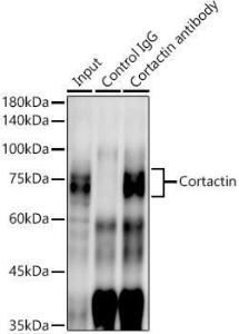 Immunoprecipitation analysis of 600µg extracts of mouse lung cells using 3µg of Anti-Cortactin Antibody [ARC1613] (A307999). This Western blot was performed on the immunoprecipitate using Anti-Cortactin Antibody [ARC1613] (A307999) at a dilution of 1:1000.