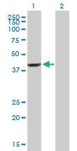 Anti-CRACR2A Mouse Polyclonal Antibody