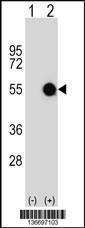 Anti-MKRN2 Rabbit Polyclonal Antibody (APC (Allophycocyanin))