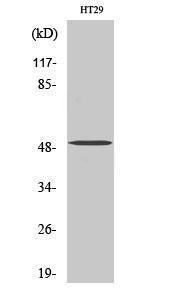 Western blot analysis of various cells using Anti-SMYD2 Antibody