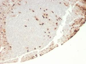 Immunohistochemical analysis of formalin-fixed, paraffin-embedded human tonsil using Anti-G-CSF Antibody [rCSF3/900]