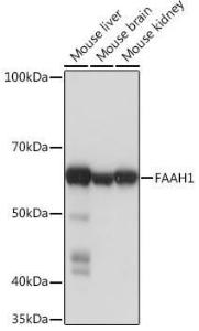 Anti-FAAH1 antibody