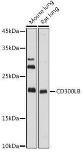 Antibody A308000-100 100 µl