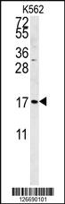 Anti-SMAGP Rabbit Polyclonal Antibody