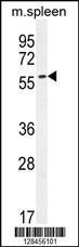 Anti-CE037 Rabbit Polyclonal Antibody (HRP (Horseradish Peroxidase))