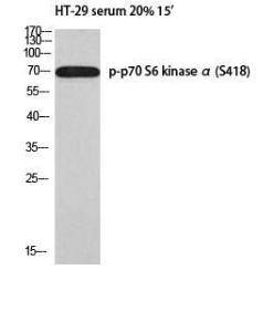 Western blot analysis of HT 29 serum 20% 15' using Anti-p70 S6 Kinase (phospho Ser418) Antibody