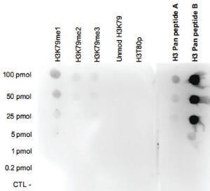 Anti-H3 Polyclonal Antibody