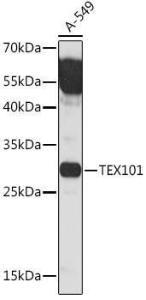 Antibody A306768-100 100 µl