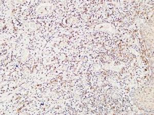 Immunohistochemical analysis of paraffin-embedded human Amygdala using Anti-CD244 Antibody