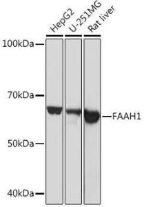 Anti-FAAH1 antibody