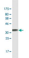 Anti-DUSP5 Mouse Monoclonal Antibody [clone: 2F3]