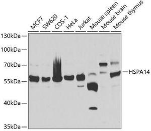 Western blot analysis of extracts of various cell lines, using Anti-HSPA14 Antibody (A7107) at 1:1,000 dilution