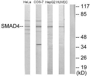 Western blot analysis of lysates from HeLa, COS7, HepG and HUVEC cells using Anti-Smad4 Antibody. The right hand lane represents a negative control, where the antibody is blocked by the immunising peptide.