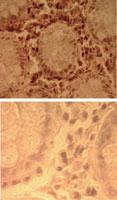 Anti-TLR7 Rabbit Polyclonal Antibody