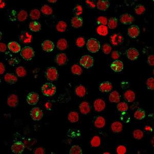 Immunofluorescent analysis of MOLT-4 cells stained with Anti-CD7 Antibody [SPV-L14] followed by Goat Anti-Mouse IgG (CFand#174; 488) (Green). Nuclei are stained with RedDot