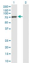 Anti-BRF1 Mouse Polyclonal Antibody