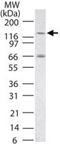 Anti-TLR7 Rabbit Polyclonal Antibody