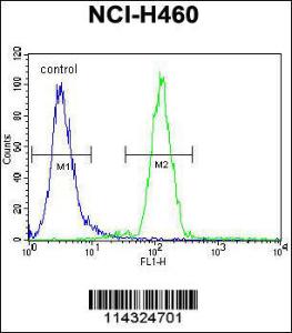 Anti-FUT4 Rabbit Polyclonal Antibody