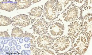 Immunohistochemical analysis of paraffin-embedded mouse testis tissue using Anti-Smad4 Antibody at 1:200 (4°C overnight). Negative control was secondary antibody only.