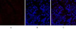 Immunofluorescence analysis of mouse lung tissue using Anti-PERK Antibody (red) at 1:200 (4 °C overnight). Cy3 labelled secondary antibody was used at 1:300 (RT 50min). Panel A: Target. Panel B: DAPI. Panel C: Merge