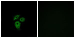 Immunofluorescence analysis of A549 cells using Anti-CD234 Antibody The right hand panel represents a negative control, where the antibody was pre-incubated with the immunising peptide