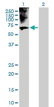 Anti-BRF1 Rabbit Polyclonal Antibody