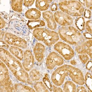 Immunohistochemistry analysis of paraffin-embedded rat kidney using Anti-BTNL2 Antibody (A12078) at a dilution of 1:400 (40X lens). Perform high pressure antigen retrieval with 10 mM citrate buffer pH 6.0 before commencing with IHC staining protocol