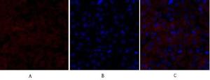 Immunofluorescence analysis of mouse kidney tissue using Anti-Smad4 Antibody (red) at 1:200 (4°C overnight). Cy3 labelled secondary antibody was used at 1:300 (RT 50min). Panel A: Target. Panel B: DAPI. Panel C: Merge.