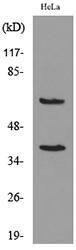 Western blot analysis of lysate from HeLa cells using Anti-CD226 Antibody