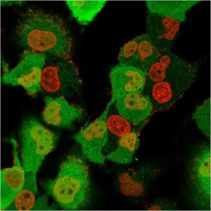 Immunofluorescent analysis of T98G cells stained with Anti-S100A4 Antibody [CPTC-S100A4-3] followed by Goat Anti-Mouse IgG (CF&#174; 488) (Green). The nuclear counterstain is RedDot (Red).