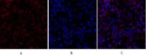 Immunofluorescence analysis of rat lung tissue using Anti-Smad4 Antibody (red) at 1:200 (4°C overnight). Cy3 labelled secondary antibody was used at 1:300 (RT 50min). Panel A: Target. Panel B: DAPI. Panel C: Merge.