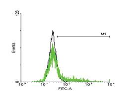 Anti-IL13RA1 Mouse Polyclonal Antibody