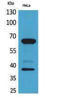 Western blot analysis of HeLa cells using Anti-CD226 Antibody