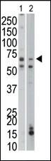 Anti-PCK1 Rabbit Polyclonal Antibody