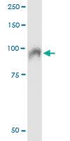 Anti-SSH8 Mouse Monoclonal Antibody