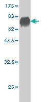 Anti-DUSP6 Mouse Monoclonal Antibody [clone: 3G2]