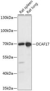 Antibody A306774-100 100 µl