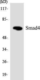 Western blot analysis of the lysates from HT 29 cells using Anti-Smad4 Antibody