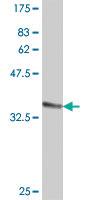 Anti-PPIL1 Mouse Polyclonal Antibody