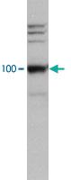 Anti-LEO1 Rabbit Polyclonal Antibody