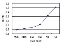 Anti-LHX4 Antibody Pair