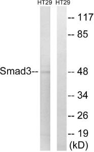 Western blot analysis of lysates from HT-29 cells using Anti-Smad3 Antibody The right hand lane represents a negative control, where the antibody is blocked by the immunising peptide