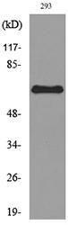 Western blot analysis of lysate from 293 cells using Anti-ALPPL2 Antibody