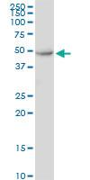 Anti-ANGPTL7 Mouse Polyclonal Antibody